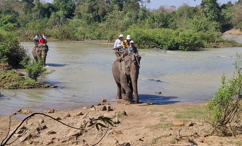 An elephant riding service operated by the Buon Don Suspension Bridge tourist center. Photo courtesy of Law newspaper.