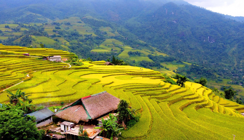 Ripe rice season in Xa Phin village, Ha Giang province, northern Vietnam. Photo courtesy of VietNamNet newspaper.