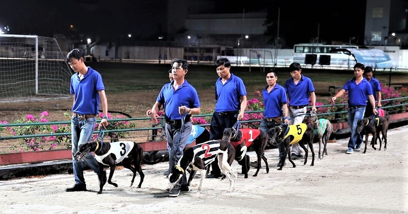 Each race features eight greyhounds at Lam Son Stadium in Vung Tau town, southern Vietnam. Photo courtesy of Sports and Entertainment Services Co.