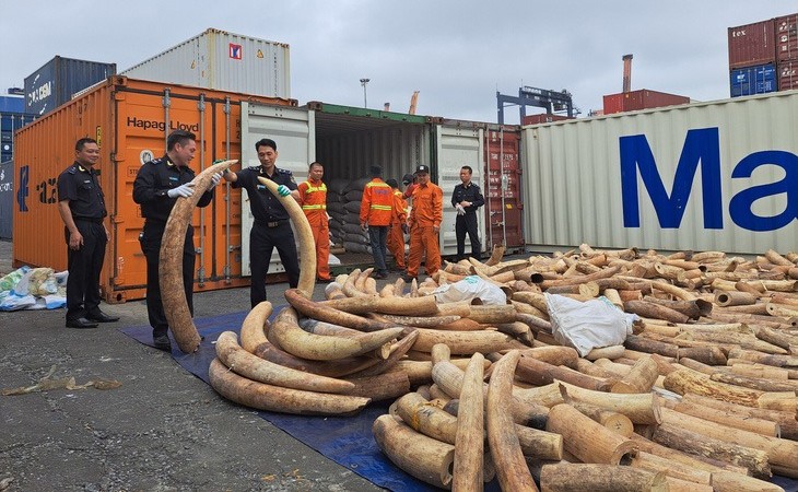 The smuggled tusks are uncovered in Hai Phong city, northern Vietnam on March 20, 2023. Photo courtesy of Vietnam News Agency.