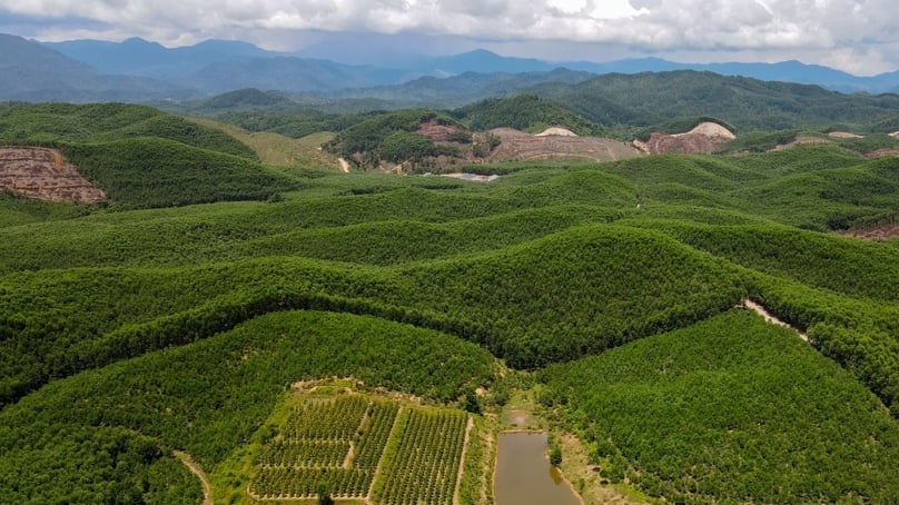 A planted forest in Quang Tri province, central Vietnam. Photo courtesy of Dan Viet (Viet People) newspaper.
