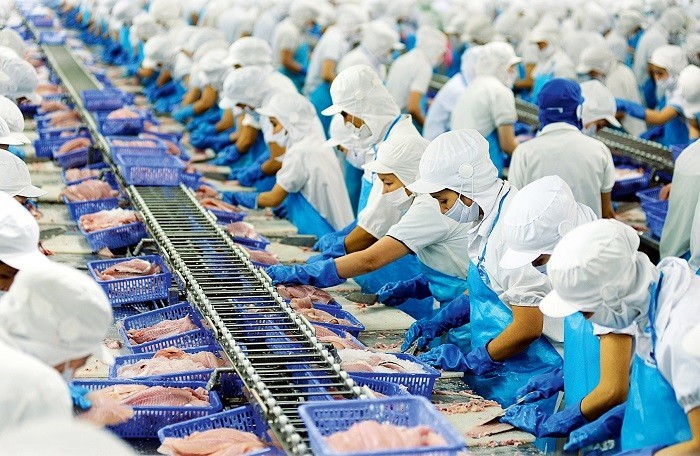 Processing pangasius in Vinh Hoan Corporation. Photo courtesy of the company.