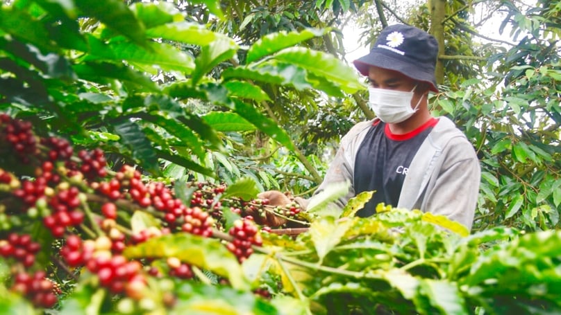 Vietnam is among the world's top coffee exporters. Photo courtesy of Dan Viet newspaper.