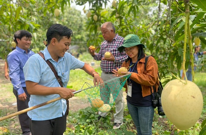 A mango garden in Dong Thap province, southern Vietnam. Photo courtesy of dongthap.gov.vn.