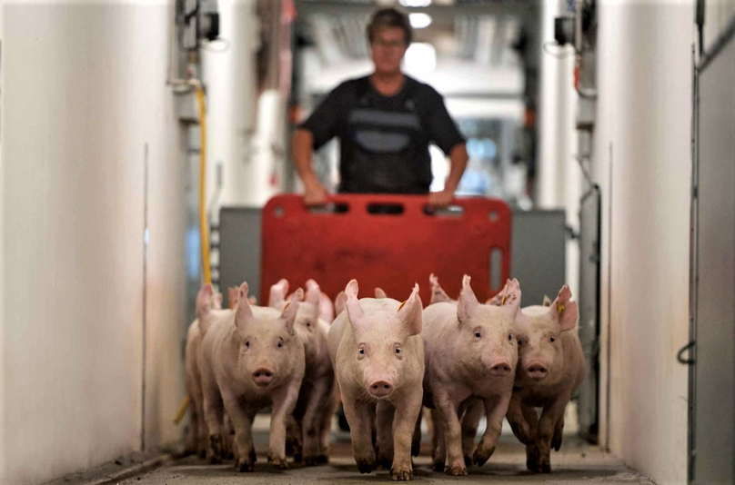 DanBred is one of the world’s leading pig breeding companies. Photo courtesy of the firm.