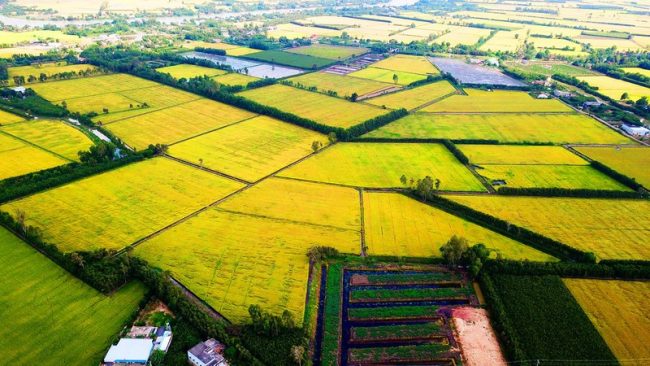 Rice fields in the Mekong Delta, southern Vietnam. Photo courtesy of the government portal.