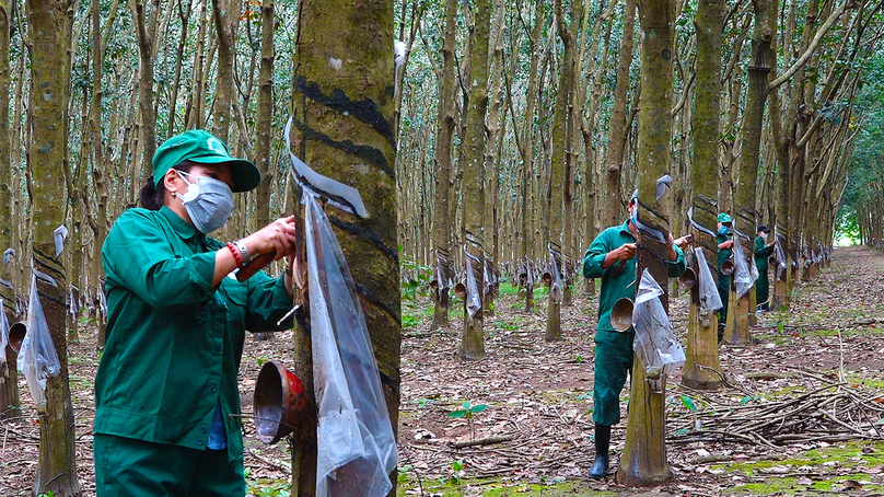 Rubber scraping in Duc Linh district, Binh Thuan province, south-central Vietnam. Photo courtesy of Binh Thuan newspaper.