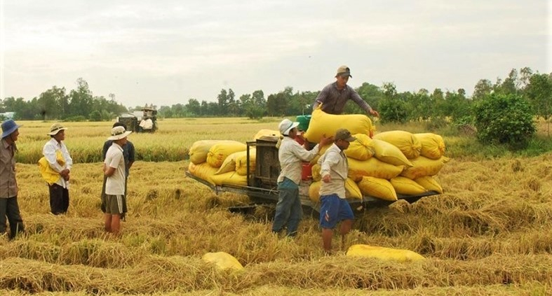 Farmers harvest rice in Vietnam’s Mekong Delta. Photo courtesy of the government portal.