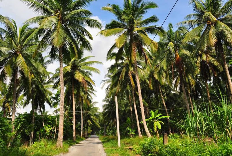 Coconut trees in Ben Tre province, Mekong Delta, southern Vietnam. Photo courtesy of the government portal.