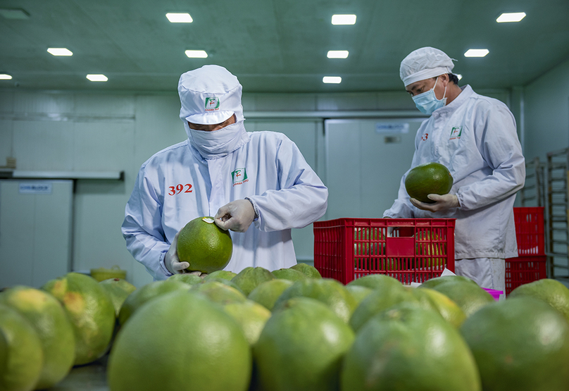 Workers at Chanh Thu Export Import Co. in Ben Tre province, southern Vietnam label Vietnamese pomelo for export. Photo courtesy of Youth newspaper.