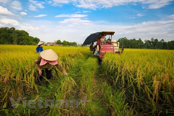 The government is focusing on tackling climate change, one of the most pressing challenges, to help the agriculture sector thrive sustainably. Photo courtesy of VietnamPlus.