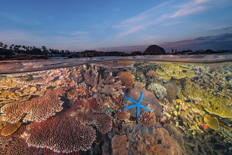 “Hon Yen Coral Garden”, taken by Thien Nguyen Ngoc.