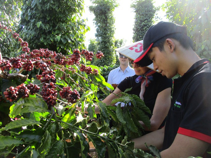 Coffee bean harvesting in Vietnam's Central Highlands. Photo courtesy of Vietnam's Laborer newspaper.
