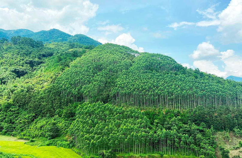 A forest in Gia Lai province, Vietnam's Central Highlands. Photo courtesy of Gia Lai newspaper.