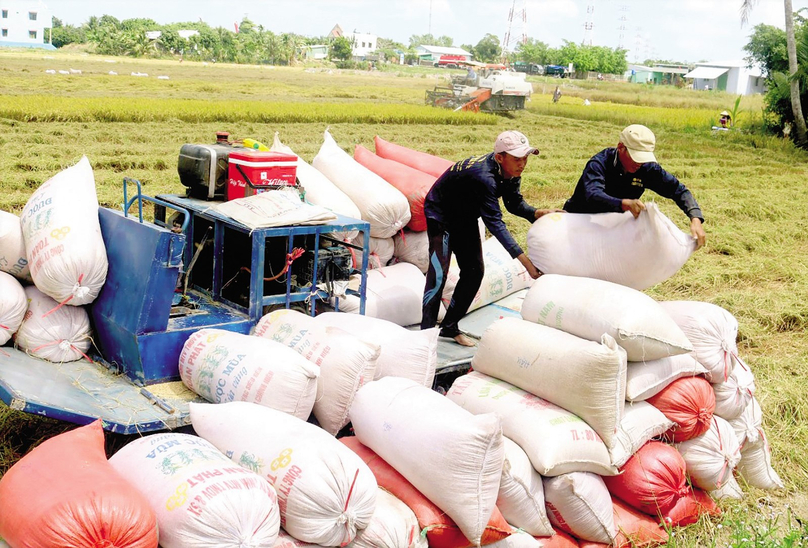 Farmers harvest rice in Vietnam’s Mekong Delta. Photo courtesy of Can Tho city newspaper.
