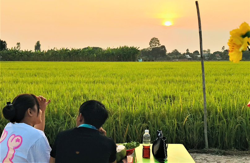 A rice field in Vietnam’s Mekong Delta. Photo courtesy of Youth newspaper.