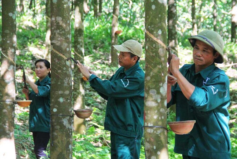 Rubber scraping in Nam Giang district, Quang Nam province, central Vietnam. Photo courtesy of Quang Nam newspaper.