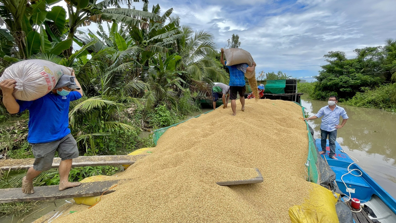 Rice harvested in the Mekong Delta, Vietnam's rice bowl. Photo courtesy of Youth newspaper.