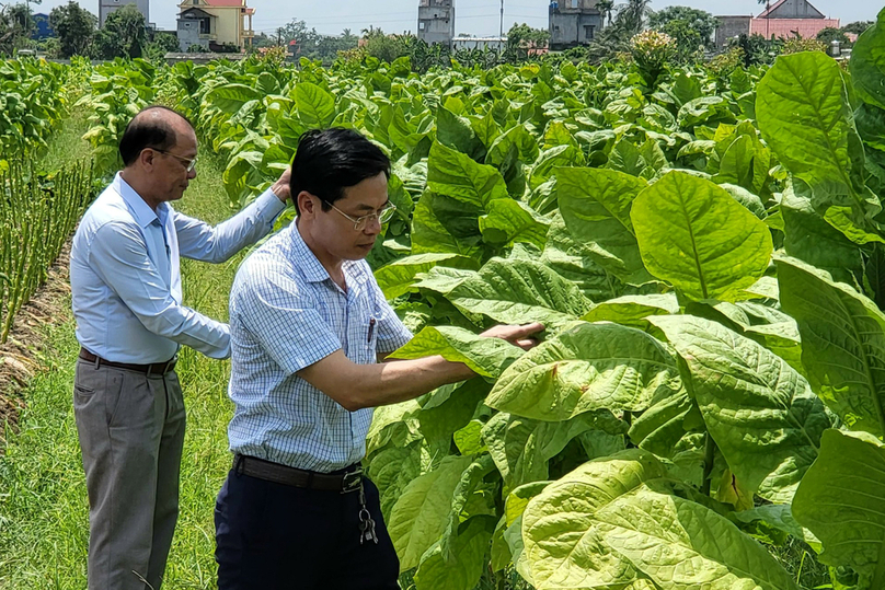 Leaders of Viet Tien commune visit Dang Van Dung’s field. Photo by The Investor/Do Hoang.