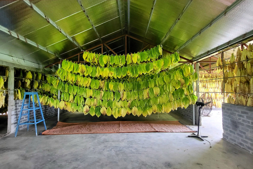 The freshly harvested leaves are hung up to dry in the warehouse. Photo by The Investor/Do Hoang.