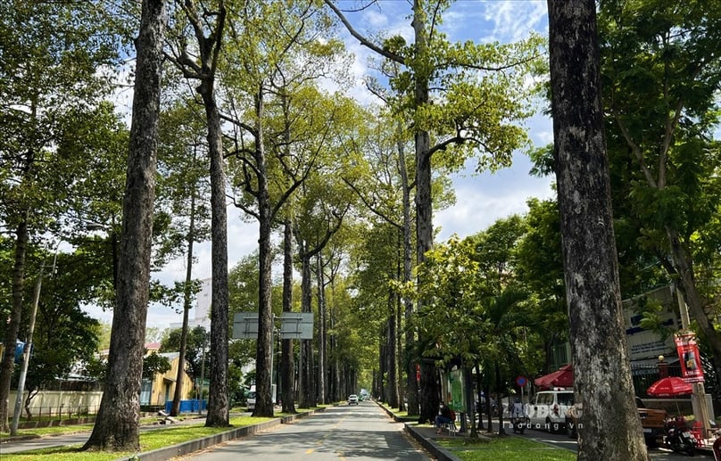 A street with big trees in Ho Chi Minh City, southern Vietnam. Photo courtesy of Labor newspaper.