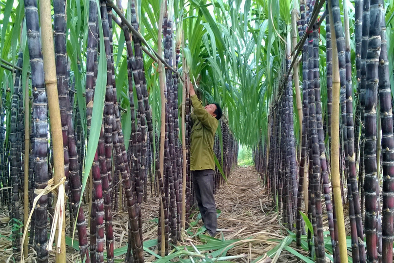 Vietnam’s sugar industry has posted mixed Q2 results. Photo courtesy of Nguoiduatin.vn.