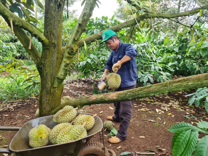 A farmer harvests durians in a Central Highlands orchard. Photo courtesy of Laborer newspaper.