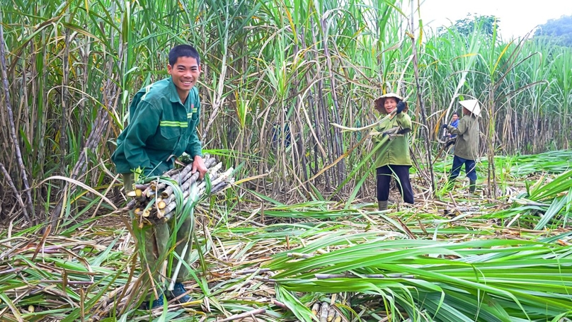 In the fiscal year 2022-2023 (April-June), Son La Sugar reported post-tax profits of VND523 billion ($21.8 million), up 179% year-on-year. Photo courtesy of Industry and Trade magazine.