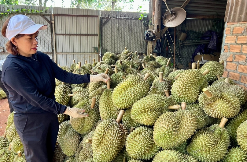 Nguyen Thi Tuyet, owner of a durian farm in Dak Lak province, Vietnam's Central Highlands. Photo courtesy of Dan Viet newspaper.