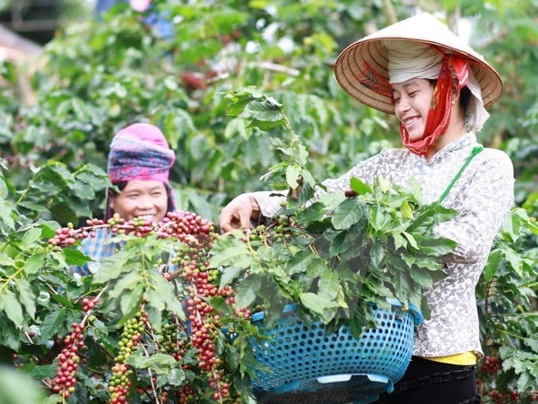 Coffee is havested in Dak Lak province, the coffee capital of Vietnam. Photo courtesy of Vietnam News Agency.