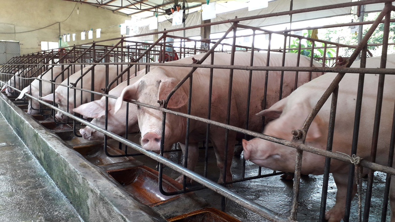 A pig farm in Dong Nai province, southern Vietnam. Photo courtesy of Young People newspaper.