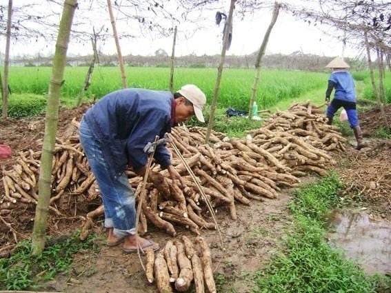 Farmers harvest cassava. Photo courtesy of Vietnam Agriculture newspaper. 