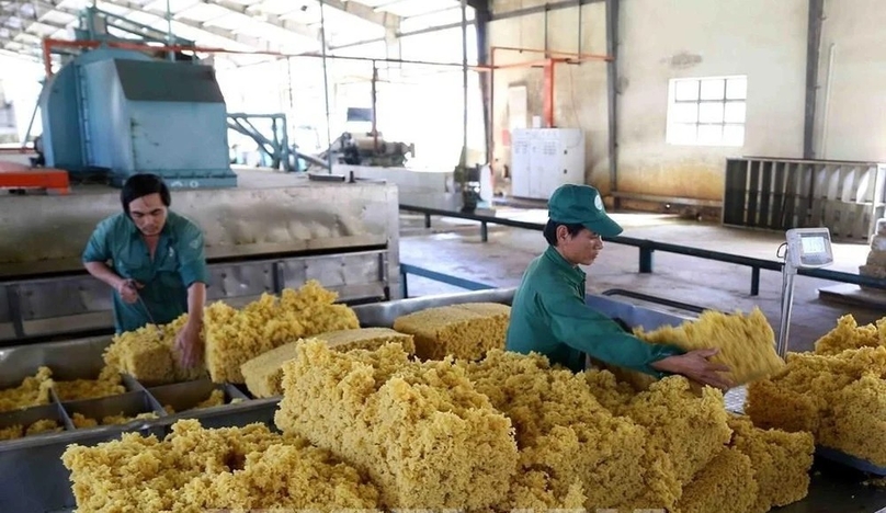 Workers process rubber at Chu Pa Rubber Company, Gia Lai province, Vietnam's Central Highlands. Photo courtesy of Vietnam News Agency.