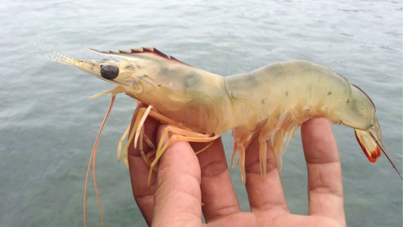  A whiteleg shrimp. Photo courtesy of Tepbac.