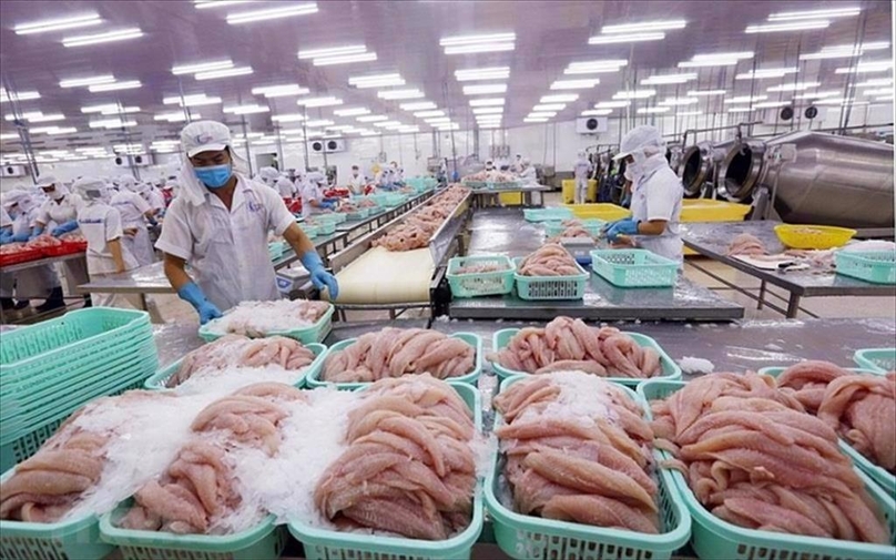 Pangasius exports to mainland China and Hong Kong in September increased after decreasing since March this year. Photo courtesy of VASEP.