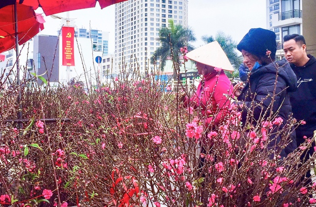 Peach blossoms sold in Hanoi during a Tet (Lunar New Year) festival.