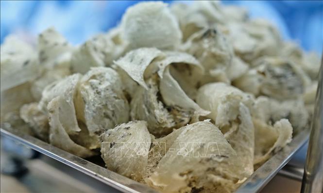 Raw bird's nest harvested in Nha Trang Bay, Khanh Hoa province. Photo courtesy of the government's news portal.