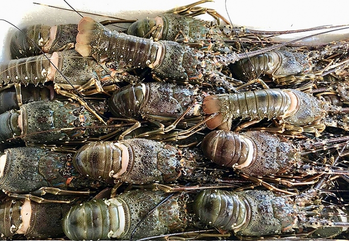 Vietnam’s Jan-Oct 2023 blue lobster exports increased 21% year-on-year to $103 million with China as the major buyer. Photo courtesy of Industry and Trade Newspaper.
