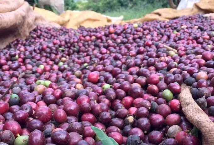 Vietnam's coffee export revenue is expected to hit $5 billion for the first time in 2024. Photo courtesy of the Vietnam Coffee-Cocoa Association.