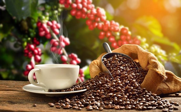 Vietnam's coffee exports in 2023 totaled $4.18 billion. Photo courtesy of the government's news portal.