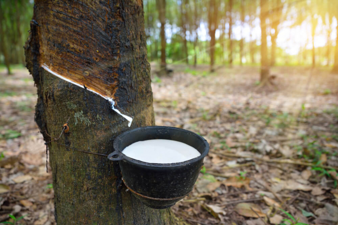 Vietnam earned nearly $2.9 billion from rubber exports in 2023. Photo courtesy of the government portal.
