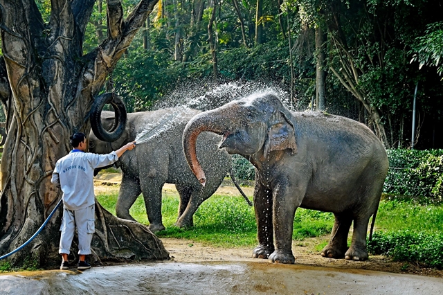 A worker bathes two elephants at the Saigon Zoo and Botanical Garden in Ho Chi Minh City. Photo courtesy of the zoo.