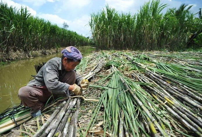 Harvested sugarcane in Hau Giang province, Mekong Delta, southern Vietnam. Photo by Theinvestor/Thien Ky.