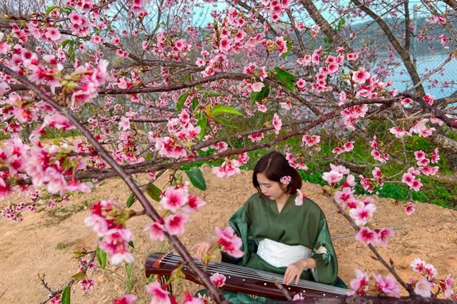 Visitors come to Flower Island of Pa Khoang Lake, Dien Bien Phu town, Dien Bien province, northwestern Vietnam to enjoy the breathtaking scenery of 3,000 cherry blossom trees. Photo courtesy of Dien Bien Phu newspaper.
