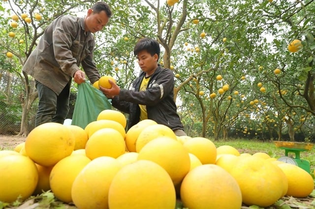 The price of pomelo fruit at the orchard ranges from VND30,000-80,000 ($3.27) per fruit, depending on the size and quality. Photo courtesy of Vietnam News Agency.