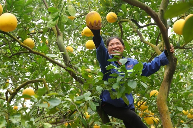 The ripe fruits should be harvested in the cool of the morning when the temperature is lower. Photo courtesy of Vietnam News Agency.