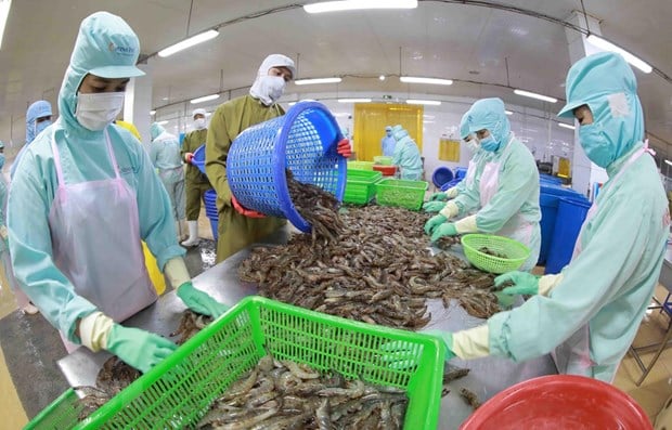 Shrimp and shrimp products are leading contributors to Vietnam's seafood export value. Photo courtesy of Vietnam News Agency.