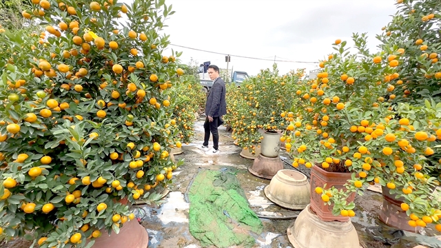 A kumquat garden in Hanoi. Photo courtesy of Vietnam News.