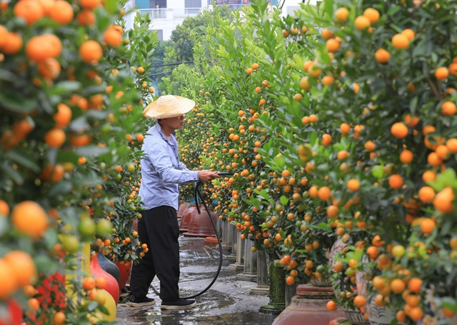 A grower waters kumquat trees in a garden in Tu Lien village, Hanoi. Photo courtesy of Vietnam News Agency.