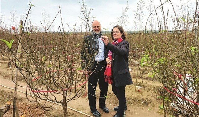 Canadian Ambassador Shawn Steil and his wife Jean Glaister Steil visit a peach tree garden in anticipation of Tet in Hanoi. Photo by VNS/Le Huong.